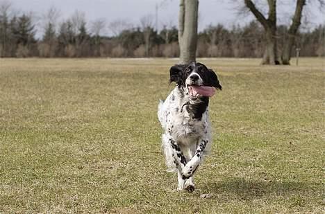 Engelsk setter Donna 1995-2009 billede 1