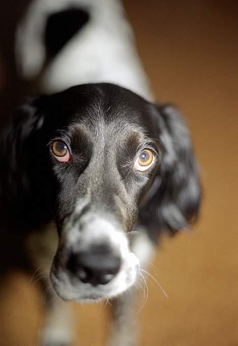 Engelsk setter Donna 1995-2009 billede 2