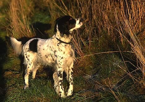 Engelsk setter Donna 1995-2009 billede 3