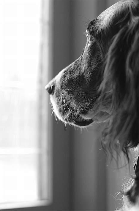 Engelsk setter Donna 1995-2009 billede 4