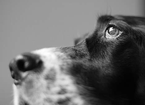 Engelsk setter Donna 1995-2009 billede 5