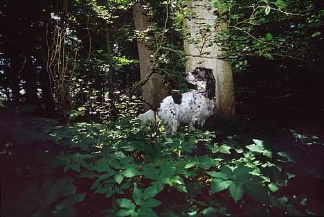 Engelsk setter Donna 1995-2009 billede 6