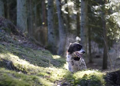 Engelsk setter Donna 1995-2009 billede 7