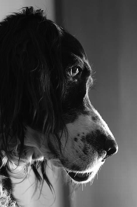 Engelsk setter Donna 1995-2009 billede 8