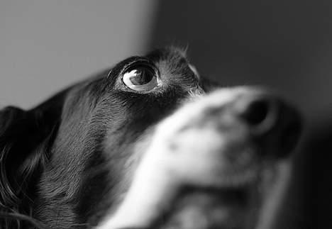 Engelsk setter Donna 1995-2009 billede 9