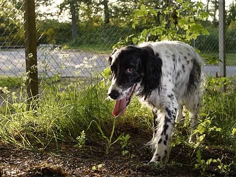 Engelsk setter Donna 1995-2009 billede 10