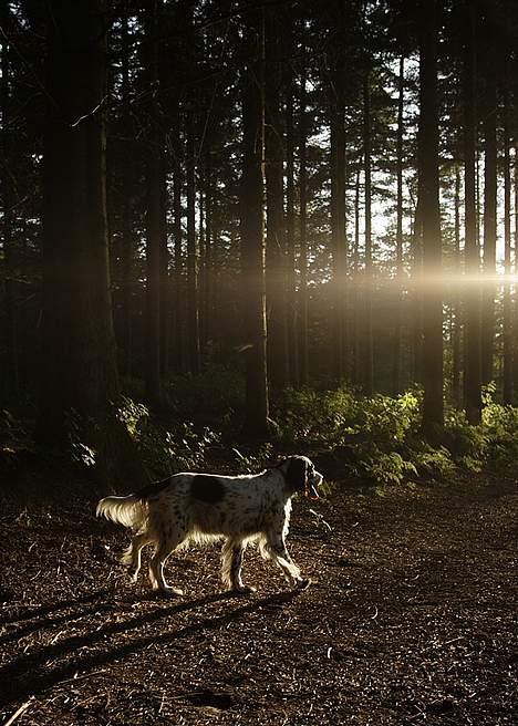 Engelsk setter Donna 1995-2009 billede 11