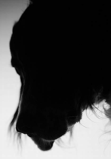 Engelsk setter Donna 1995-2009 billede 12