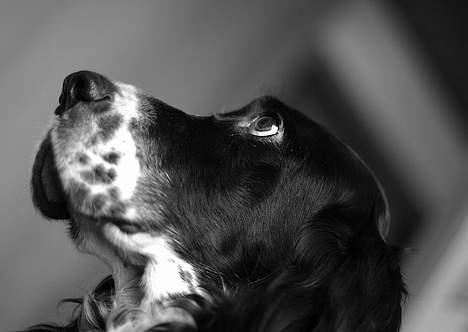 Engelsk setter Donna 1995-2009 billede 13