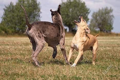 Broholmer Idun, Dronningen - Dunse og hendes ven Ozzy -  billede 14