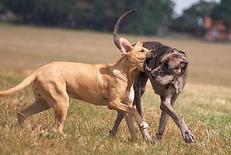 Broholmer Idun, Dronningen - Dunse & Ozzy -  billede 15