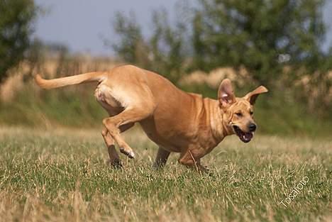 Broholmer Idun, Dronningen - Dunse billede 16