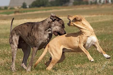 Broholmer Idun, Dronningen - Dunse og Ozzy... billede 17