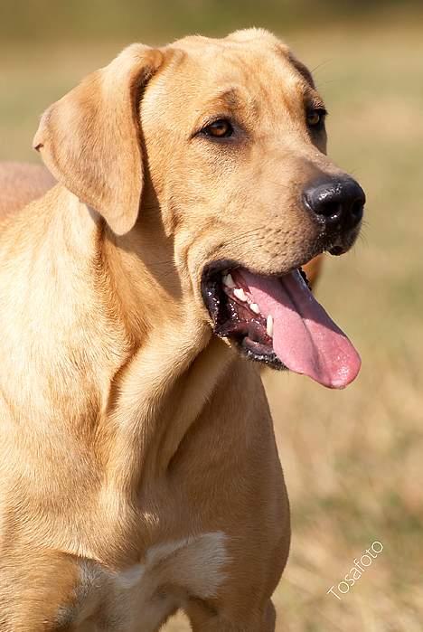 Broholmer Idun, Dronningen - Dunse billede 18