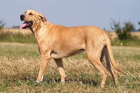 Broholmer Idun, Dronningen - Dunse billede 19