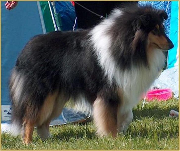 Collie langhåret Rambo - Hjerl Hede billede 1