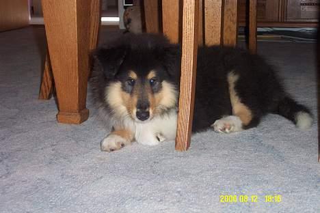 Collie langhåret Rambo billede 2