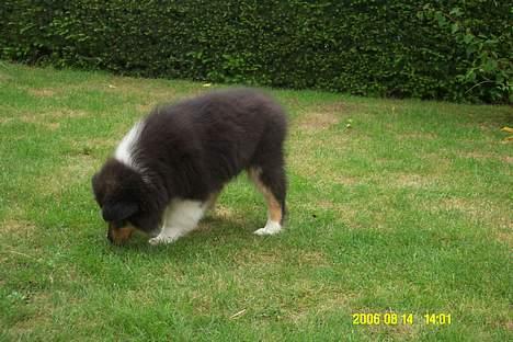 Collie langhåret Rambo billede 3