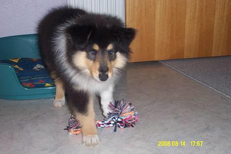 Collie langhåret Rambo billede 4