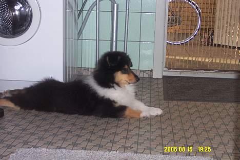 Collie langhåret Rambo billede 5