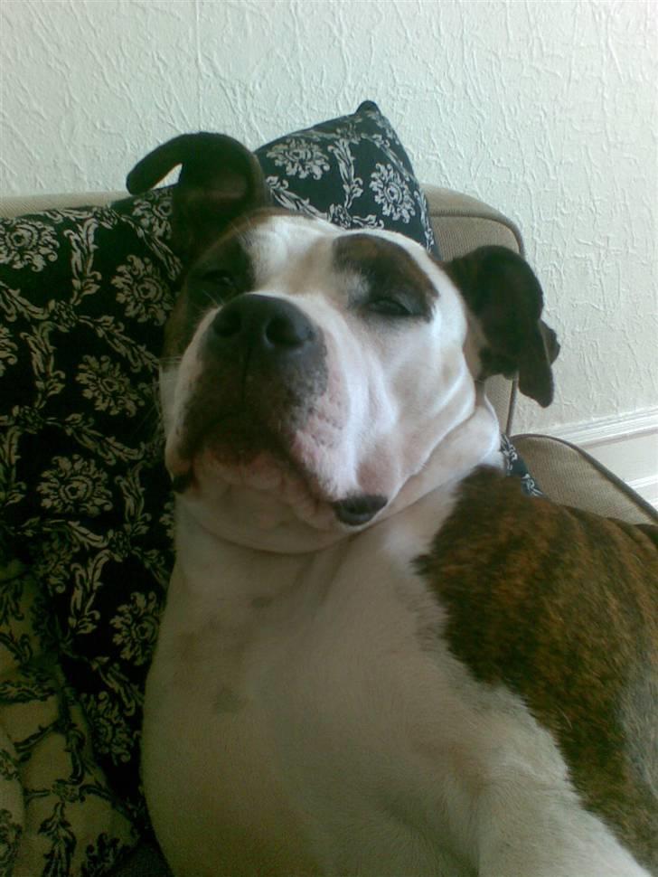 Amerikansk staffordshire terrier Tulle (Ulla) - Tulle putter billede 1