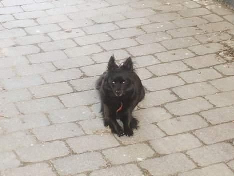 Pomeranian Chippo (R.I.P) billede 6