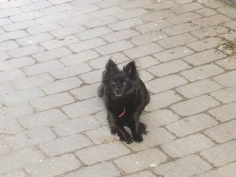 Pomeranian Chippo (R.I.P) billede 7
