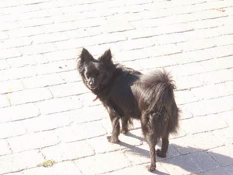 Pomeranian Chippo (R.I.P) billede 8