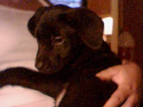 Blanding af racer Mini Rich - mini lille hund...  billede 1