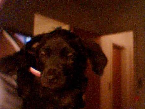 Blanding af racer Mini Rich - endnu engang min lille baby billede 2