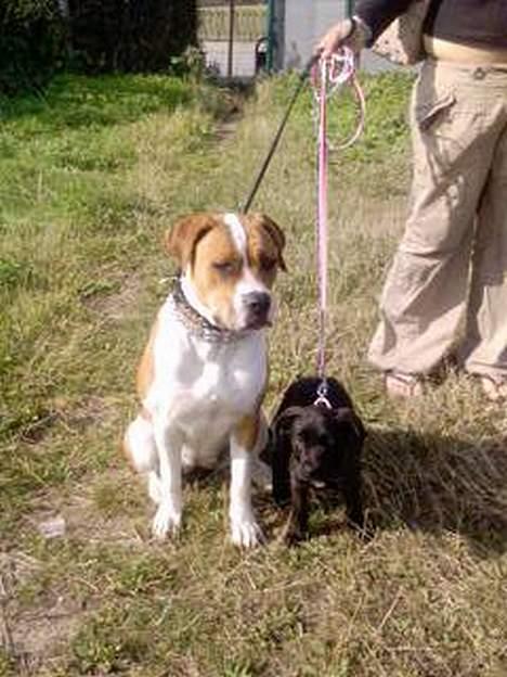 Blanding af racer Mini Rich - stor forskel... minis gode legekamiret billede 3