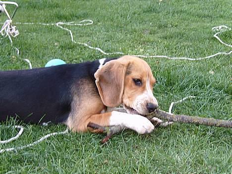 Beagle *  Princess Leika  * RIP - Uhhmmmm dejlig pind billede 9