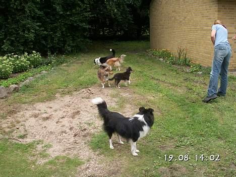 Shetland sheepdog Simba - Simba  sammen med hans damer billede 15