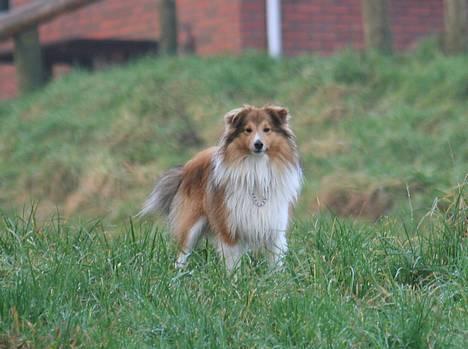 Shetland sheepdog Simba - på besøg hos en veninde billede 16