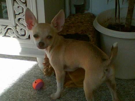 Chihuahua Riki billede 5