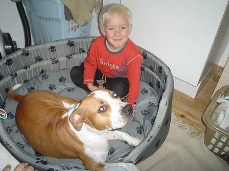 Amerikansk staffordshire terrier GANG-STAFF KISSE Kendalos billede 1