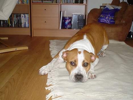 Amerikansk staffordshire terrier GANG-STAFF KISSE Kendalos billede 2