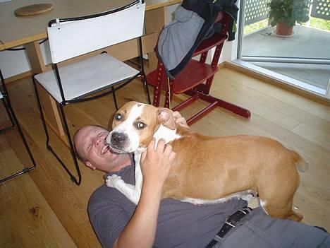 Amerikansk staffordshire terrier GANG-STAFF KISSE Kendalos billede 3