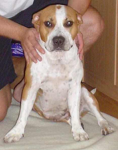 Amerikansk staffordshire terrier GANG-STAFF KISSE Kendalos billede 4