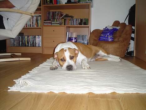 Amerikansk staffordshire terrier GANG-STAFF KISSE Kendalos billede 5