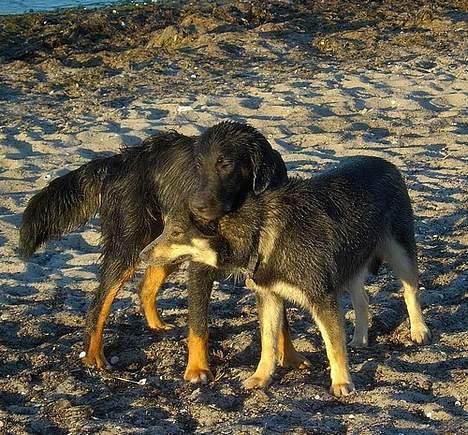 Blanding af racer Balder billede 18