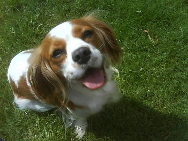 Cavalier king charles spaniel Maggie billede 1