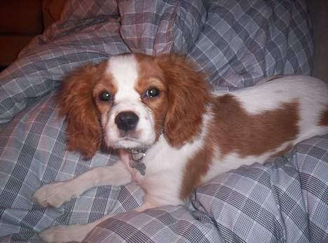 Cavalier king charles spaniel Maggie - Er lige vågnet. gaab billede 2