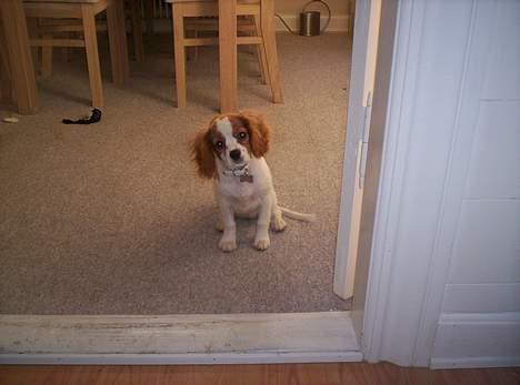 Cavalier king charles spaniel Maggie billede 3