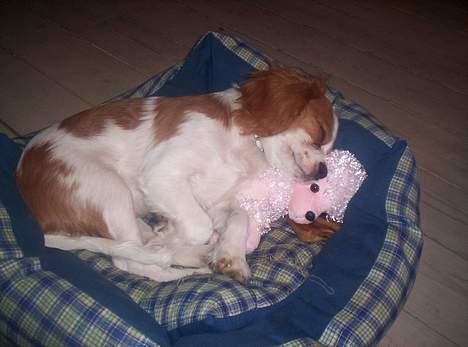 Cavalier king charles spaniel Maggie - Så hyggeligt når man har en og putte med. billede 4