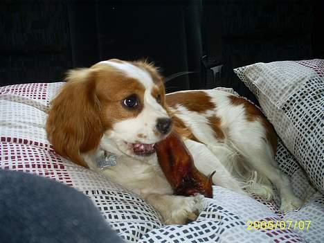 Cavalier king charles spaniel Maggie - uuhm, de er nu gode de ører. billede 5
