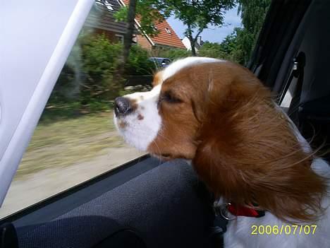 Cavalier king charles spaniel Maggie - Skønt med vinden i håret. billede 6