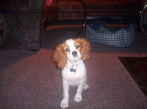 Cavalier king charles spaniel Maggie - Jeg kan lige posere lidt. billede 7