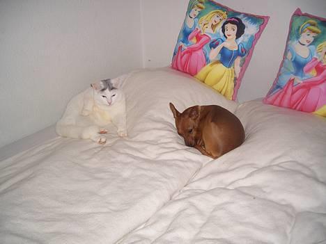 Dvaergpinscher Kate<3 12 maj - Mig og min søster billede 14