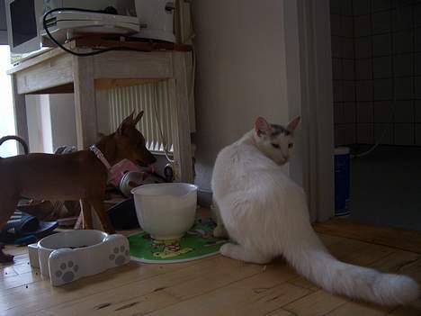 Dvaergpinscher Kate<3 12 maj billede 15